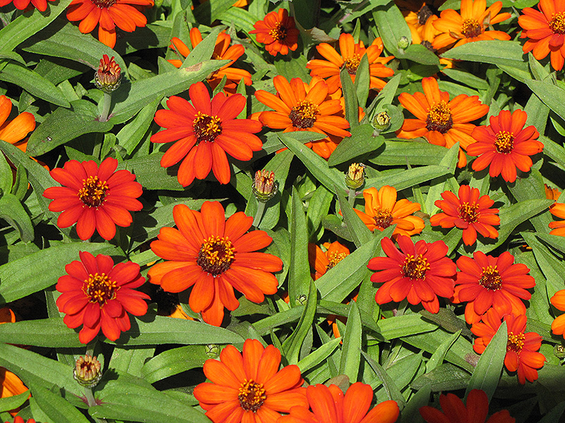 Profusion Fire Zinnia (Zinnia 'Profusion Fire') at Caan Floral & Greenhouse