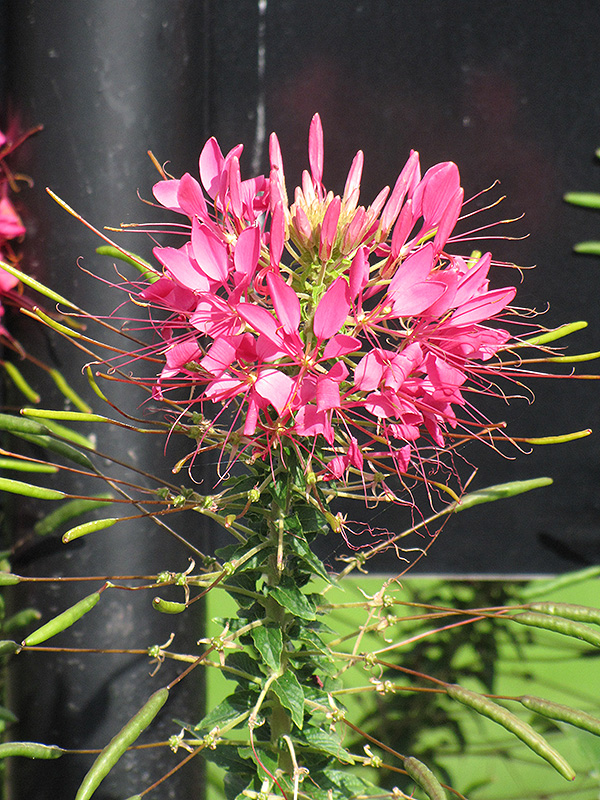 Rose Queen Spiderflower (Cleome hassleriana 'Rose Queen') at Caan Floral & Greenhouse