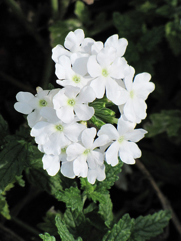 Quartz XP White Verbena (Verbena 'Quartz XP White') at Caan Floral & Greenhouse