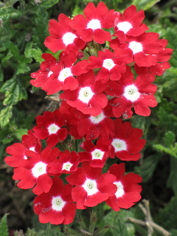Quartz XP Red with Eye Verbena (Verbena 'Quartz XP Red with Eye') at Caan Floral & Greenhouse