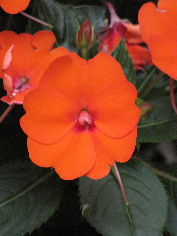 SunPatiens Compact Electric Orange New Guinea Impatiens (Impatiens 'SunPatiens Compact Electric Orange') at Caan Floral & Greenhouse