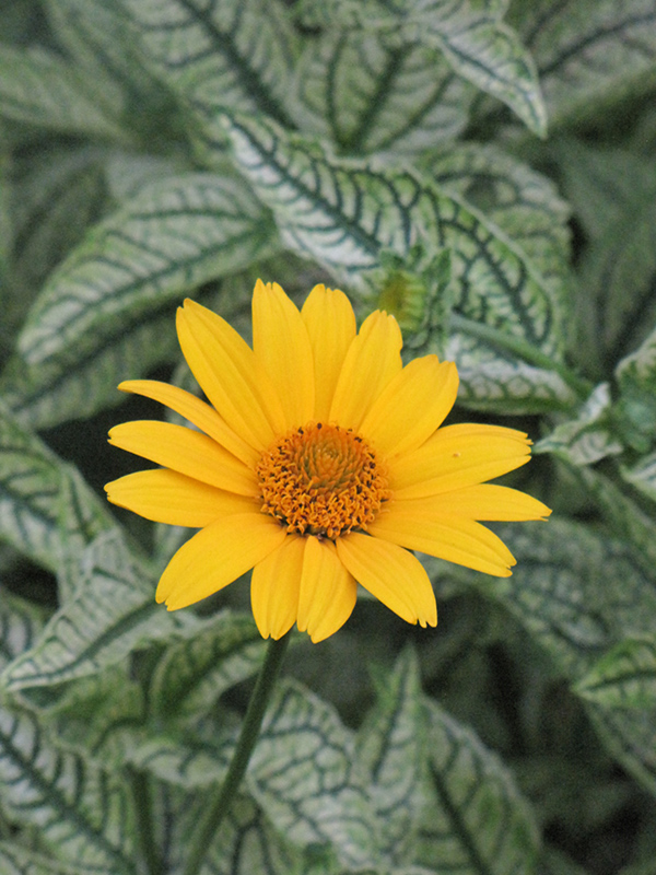 Loraine Sunshine False Sunflower (Heliopsis helianthoides 'Loraine Sunshine') at Caan Floral & Greenhouse