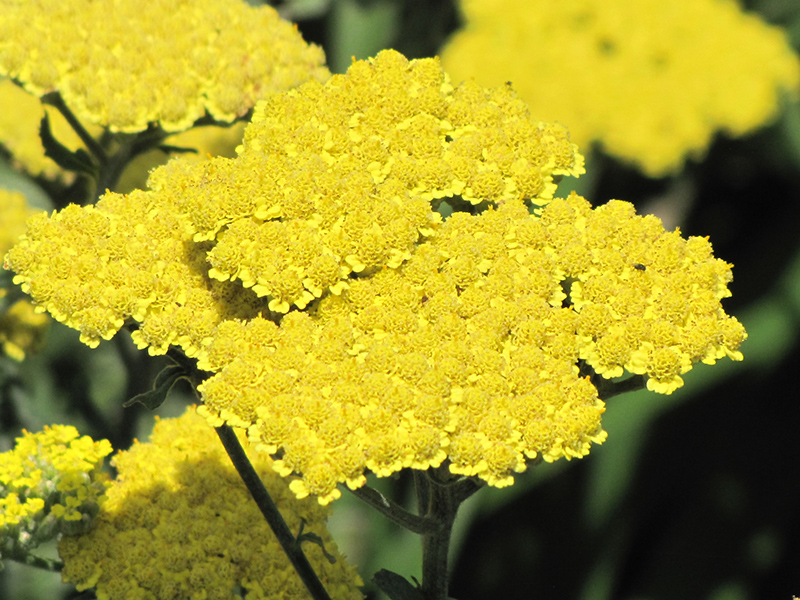 Moonshine Yarrow (Achillea 'Moonshine') at Caan Floral & Greenhouse