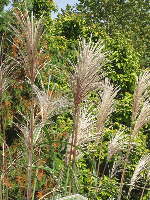 Variegated Silver Grass (Miscanthus sinensis 'Variegatus') at Caan Floral & Greenhouse