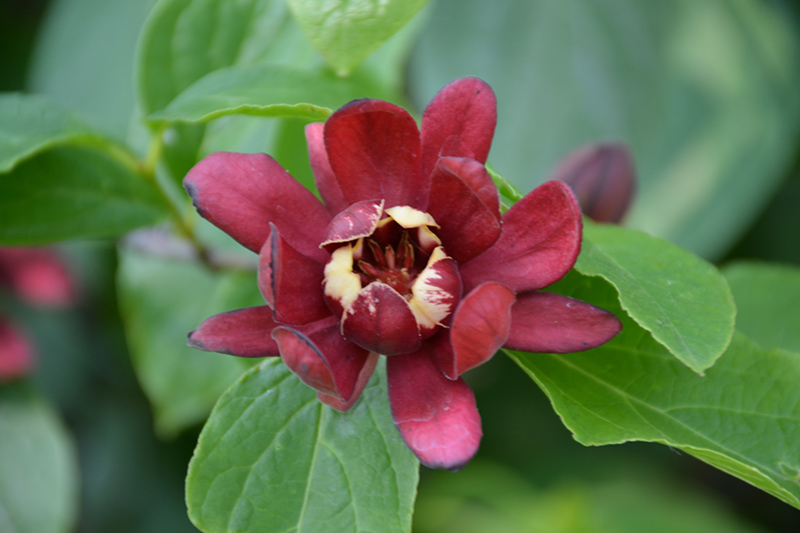 Simply Scentsational Sweetshrub (Calycanthus floridus 'SMNCAF') at Caan Floral & Greenhouse