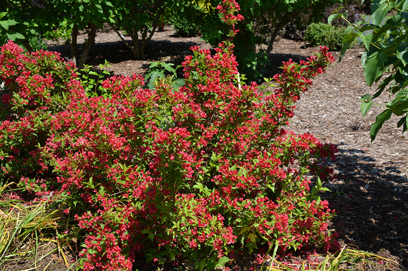 Sonic Bloom Red Reblooming Weigela (Weigela florida 'Verweig 6') at Caan Floral & Greenhouse
