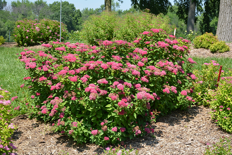 Double Play Red Spirea (Spiraea japonica 'SMNSJMFR') at Caan Floral & Greenhouse