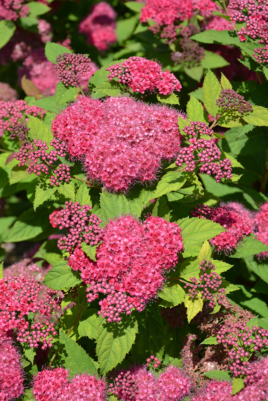 Double Play Red Spirea (Spiraea japonica 'SMNSJMFR') at Caan Floral & Greenhouse