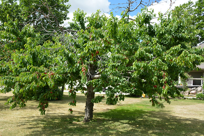Bing Cherry (Prunus avium 'Bing') at Caan Floral & Greenhouse