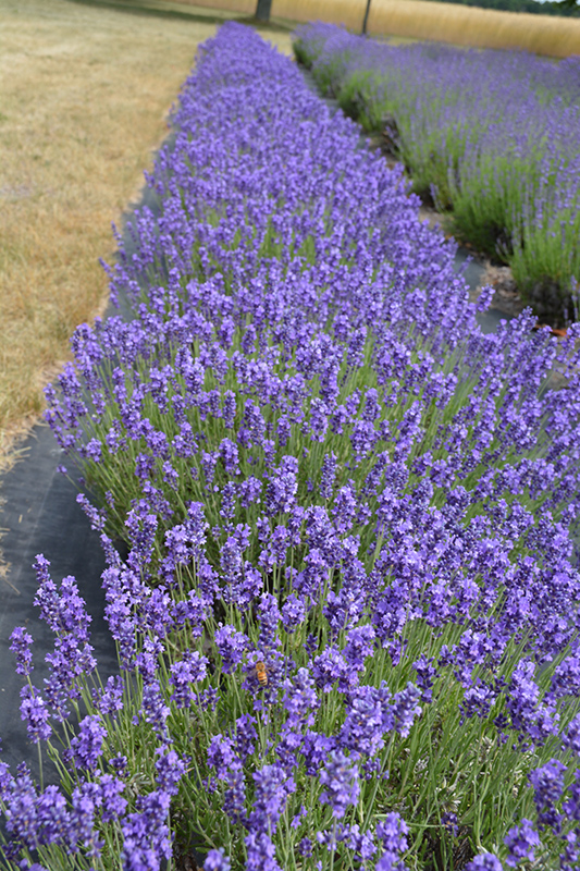 Hidcote Lavender (Lavandula angustifolia 'Hidcote') at Caan Floral & Greenhouse