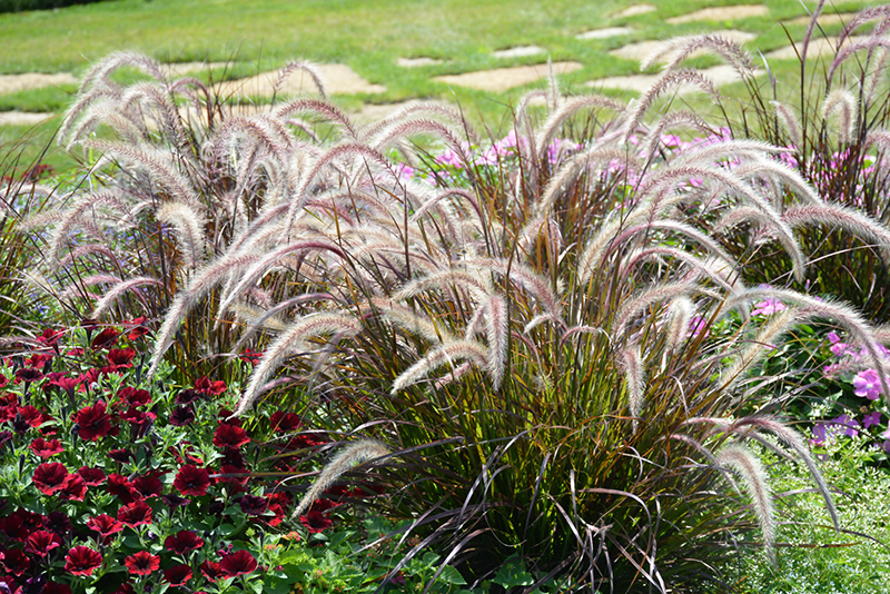 Fountain Grass (Pennisetum setaceum) at Caan Floral & Greenhouse