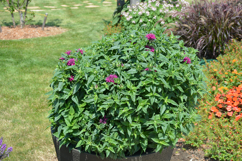 Pardon My Purple Beebalm (Monarda didyma 'Pardon My Purple') at Caan Floral & Greenhouse
