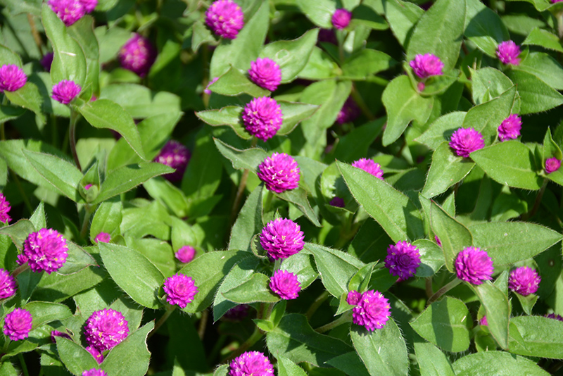 Lil' Forest Plum Bachelor Button (Gomphrena 'SAKGOM004') at Caan Floral & Greenhouse