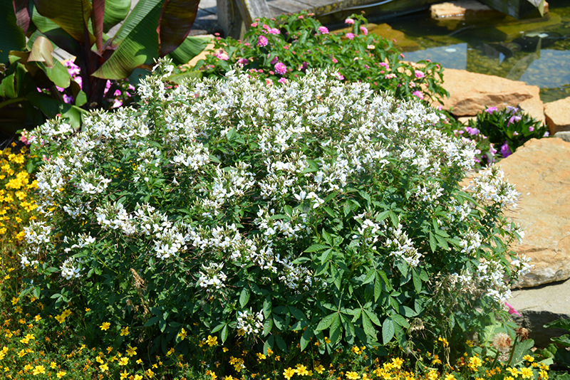 Senorita Blanca Spiderflower (Cleome 'INCLESBIMP') at Caan Floral & Greenhouse