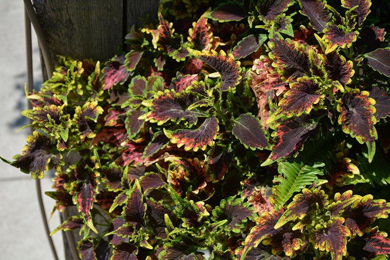 Sky Fire Coleus (Solenostemon scutellarioides 'Sky Fire') at Caan Floral & Greenhouse