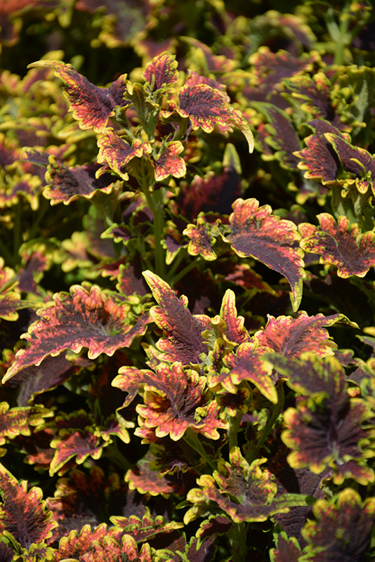 Sky Fire Coleus (Solenostemon scutellarioides 'Sky Fire') at Caan Floral & Greenhouse