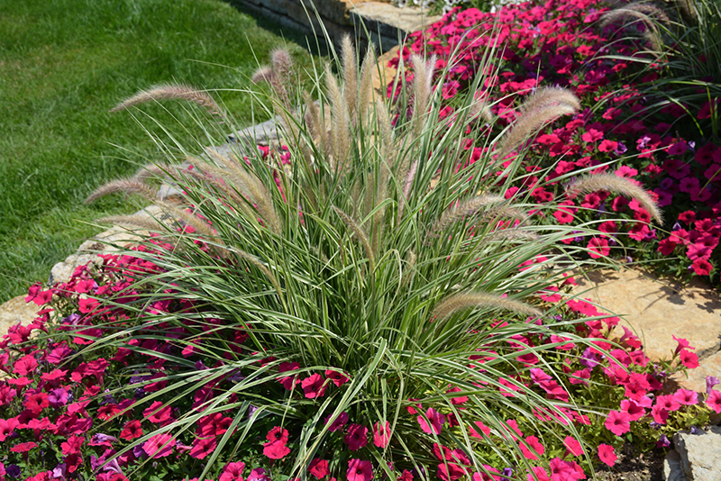Sky Rocket Fountain Grass (Pennisetum setaceum 'Sky Rocket') at Caan Floral & Greenhouse