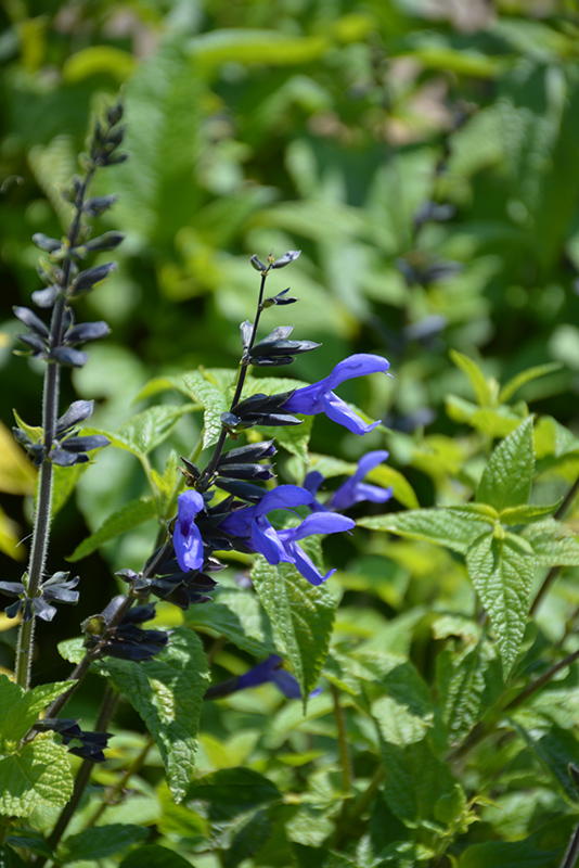 Black And Blue Anise Sage (Salvia guaranitica 'Black And Blue') at Caan Floral & Greenhouse