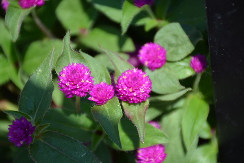 Lil' Forest Plum Bachelor Button (Gomphrena 'SAKGOM004') at Caan Floral & Greenhouse