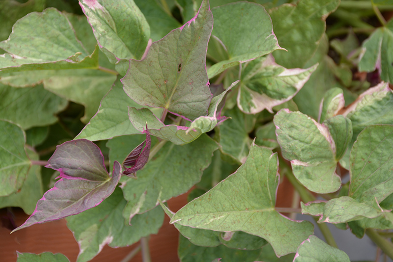 Tricolor Sweet Potato Vine (Ipomoea batatas 'Tricolor') at Caan Floral & Greenhouse