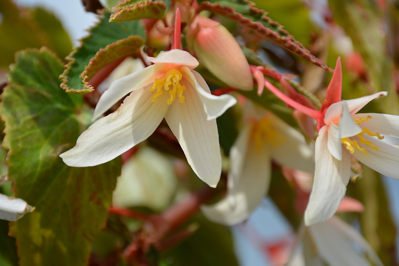 Bossa Nova Pure White Begonia (Begonia boliviensis 'Bossa Nova Pure White') at Caan Floral & Greenhouse