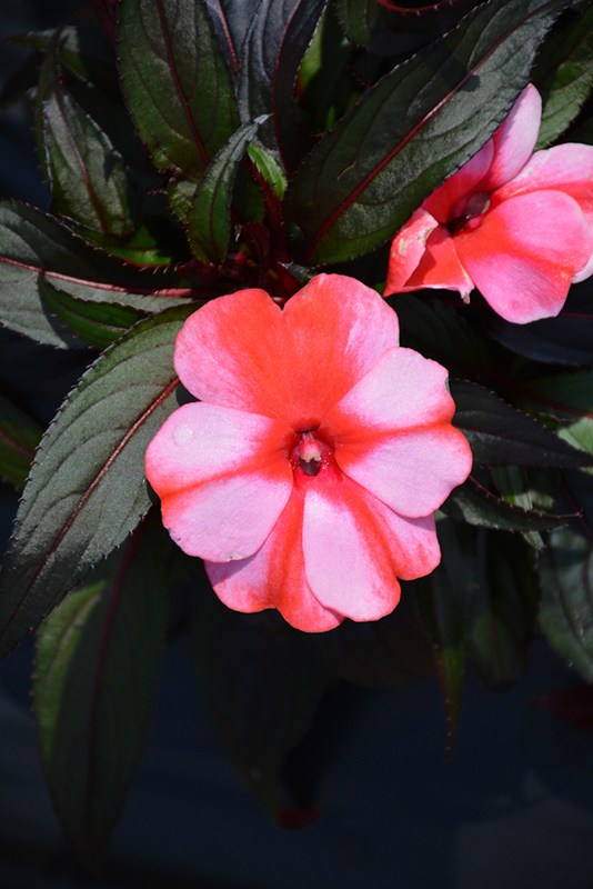 Sonic Sweet Red New Guinea Impatiens (Impatiens 'Sonic Sweet Red') at Caan Floral & Greenhouse