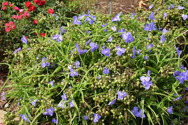 Amethyst Kiss Spiderwort (Tradescantia x andersoniana 'Radtrad') at Caan Floral & Greenhouse