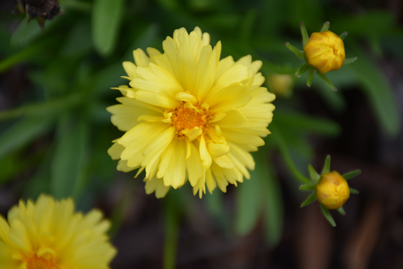 Leading Lady Charlize Tickseed (Coreopsis 'Leading Lady Charlize') at Caan Floral & Greenhouse