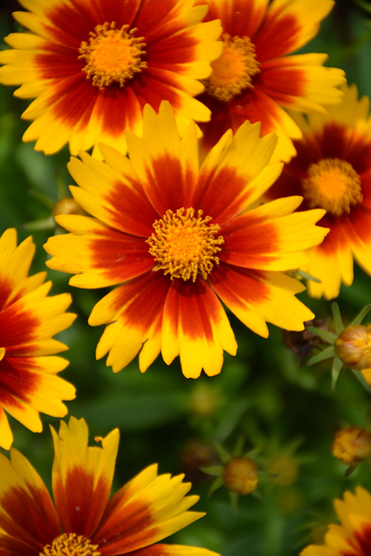 UpTick Gold and Bronze Tickseed (Coreopsis 'Baluptgonz') at Caan Floral & Greenhouse