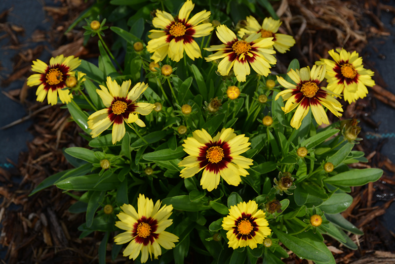 UpTick Yellow and Red Tickseed (Coreopsis 'Baluptowed') at Caan Floral & Greenhouse