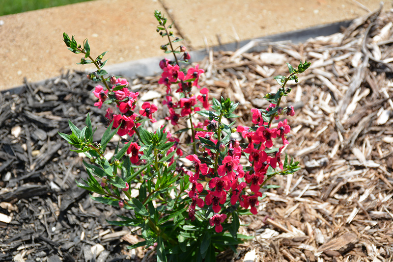 Archangel Cherry Red Angelonia (Angelonia angustifolia 'Balarcher') at Caan Floral & Greenhouse