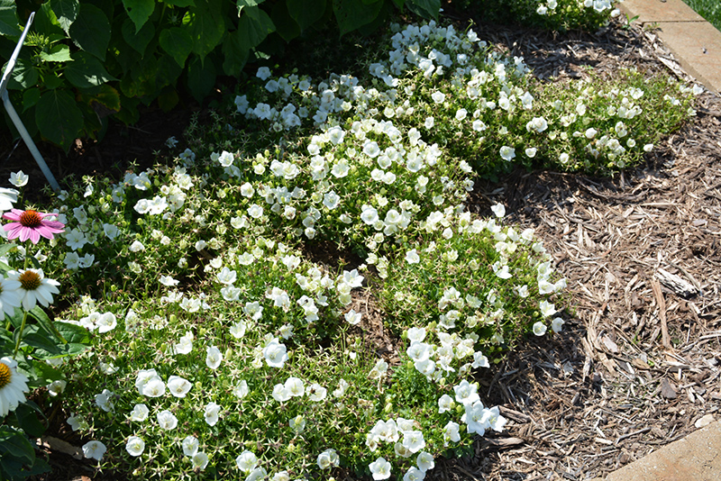 Rapido White Bellflower (Campanula carpatica 'Rapido White') at Caan Floral & Greenhouse