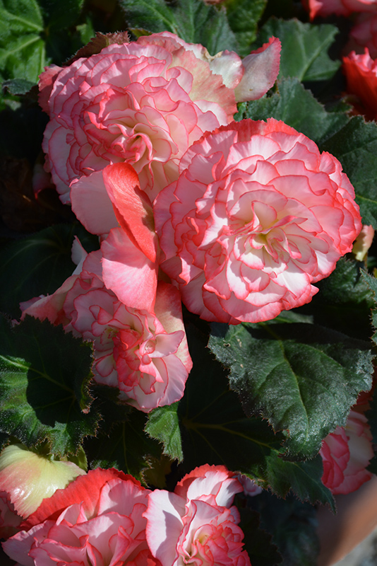 Nonstop Rose Petticoat Begonia (Begonia 'Nonstop Rose Petticoat') at Caan Floral & Greenhouse