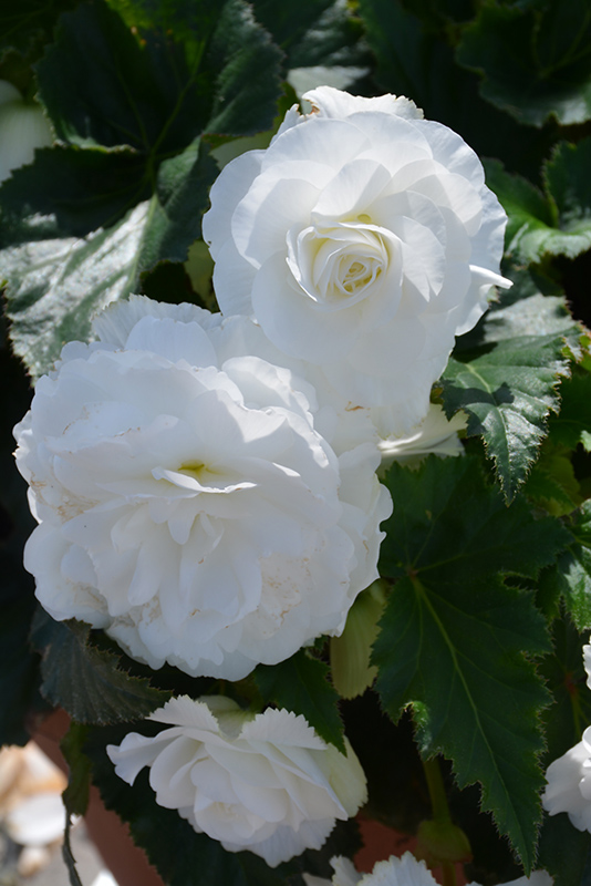 Nonstop White Begonia (Begonia 'Nonstop White') at Caan Floral & Greenhouse