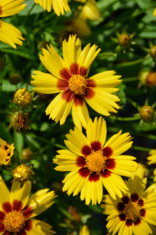 Sunkiss Tickseed (Coreopsis grandiflora 'SunKiss') at Caan Floral & Greenhouse