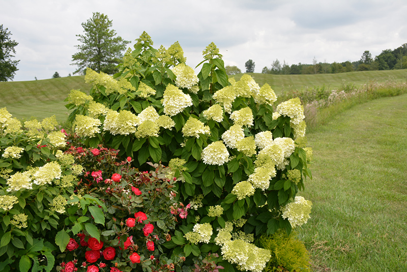 Limelight Prime Hydrangea (Hydrangea paniculata 'SMNHPPH') at Caan Floral & Greenhouse