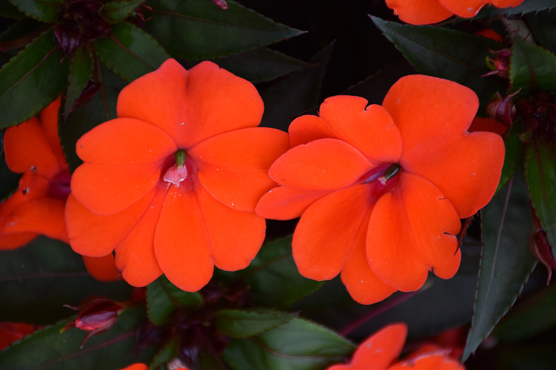 SunPatiens Compact Orange New Guinea Impatiens (Impatiens 'SunPatiens Compact Orange') at Caan Floral & Greenhouse