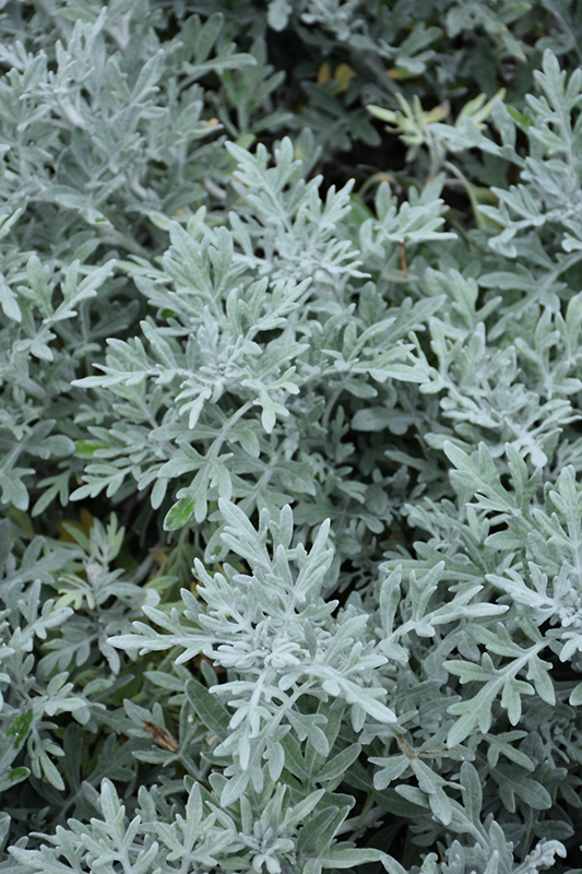 Silver Bullet Dusty Miller (Artemisia stellerianna 'Silver Bullet') at Caan Floral & Greenhouse