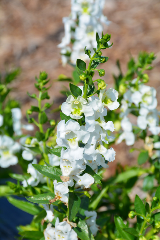 Angelina White Angelonia (Angelonia angustifolia 'Angelina White') at Caan Floral & Greenhouse