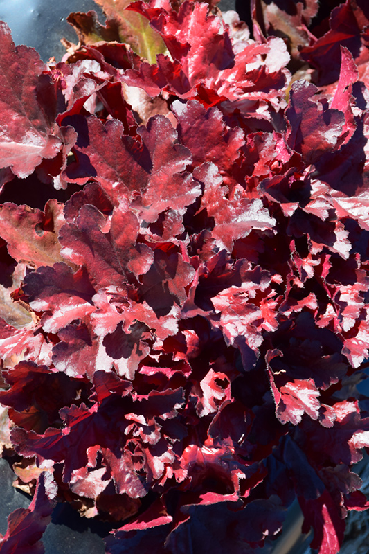 Forever Red Coral Bells (Heuchera 'Forever Red') at Caan Floral & Greenhouse