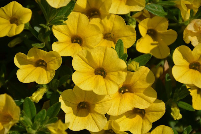 Superbells Yellow Calibrachoa (Calibrachoa 'Balcal1004') at Caan Floral & Greenhouse