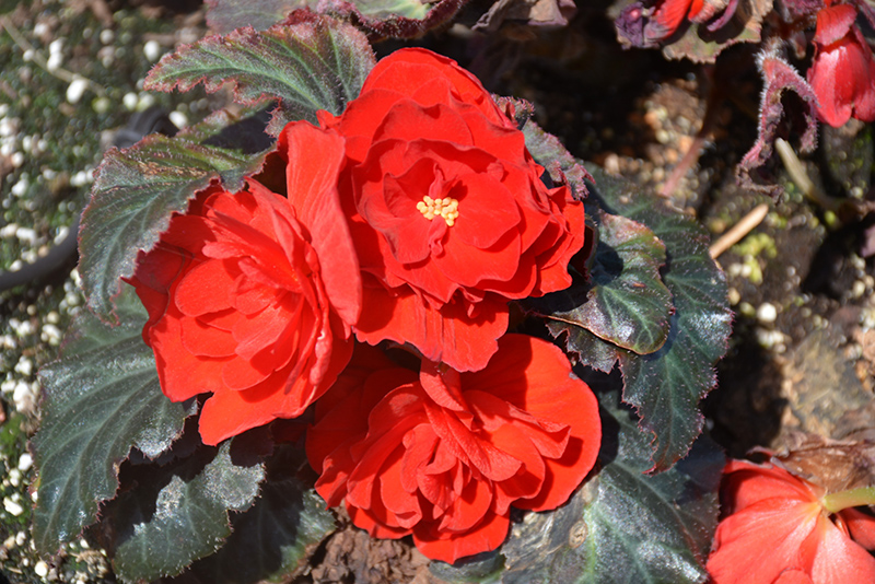 Nonstop Mocca Red Begonia (Begonia 'Nonstop Mocca Red') at Caan Floral & Greenhouse