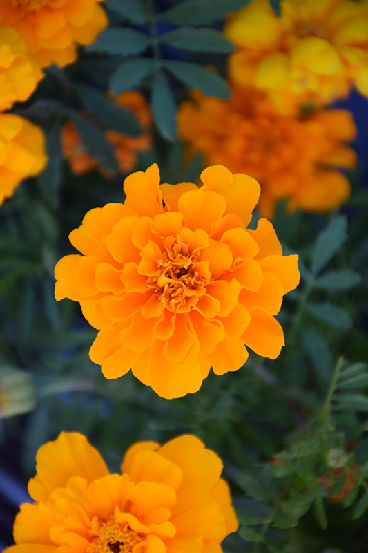 Safari Orange Marigold (Tagetes patula 'Safari Orange') at Caan Floral & Greenhouse