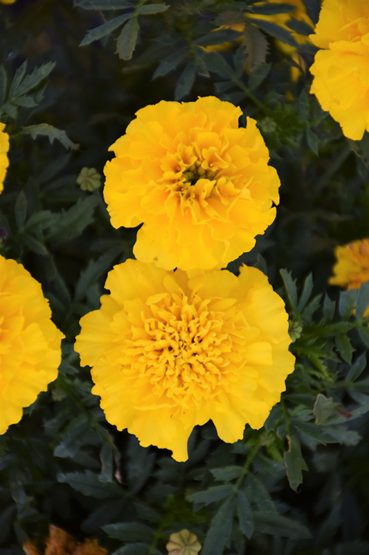 Bonanza Yellow Marigold (Tagetes patula 'Bonanza Yellow') at Caan Floral & Greenhouse