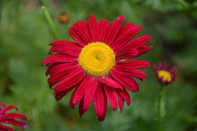 Robinson's Red Painted Daisy (Tanacetum coccineum 'Robinson's Red') at Caan Floral & Greenhouse