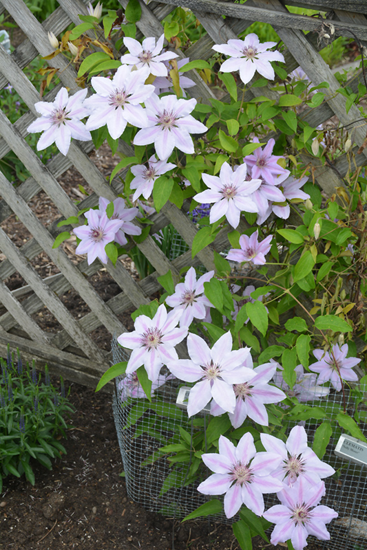 Nelly Moser Clematis (Clematis 'Nelly Moser') at Caan Floral & Greenhouse