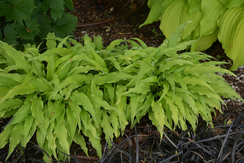 Curly Fries Hosta (Hosta 'Curly Fries') at Caan Floral & Greenhouse