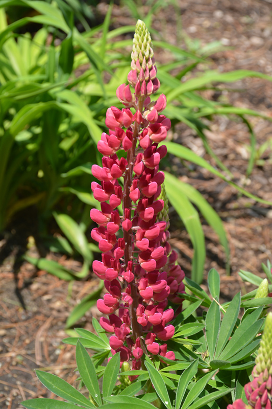 Mini Gallery Red Lupine (Lupinus 'Mini Gallery Red') at Caan Floral & Greenhouse