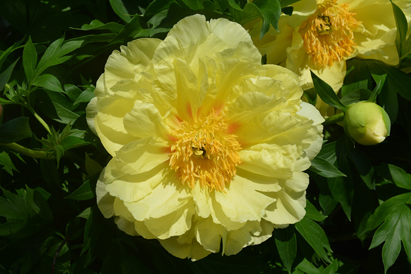 Sequestered Sunshine Peony (Paeonia 'Sequestered Sunshine') at Caan Floral & Greenhouse