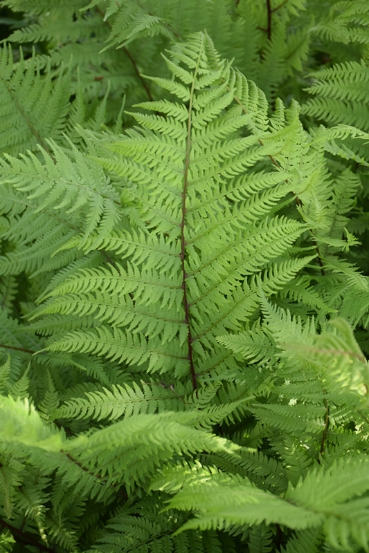 Lady in Red Fern (Athyrium filix-femina 'Lady in Red') at Caan Floral & Greenhouse